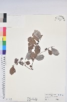 細葉饅頭果藏品圖，第1張