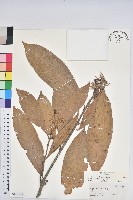 大葉石櫟、大葉校栗藏品圖，第1張