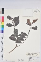 細葉饅頭果藏品圖，第1張