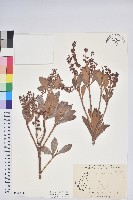 臺灣馬醉木藏品圖，第1張