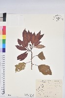 聖誕紅、一品紅藏品圖，第1張