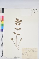 乳仔草藏品圖，第1張