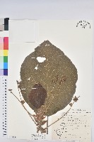 血桐藏品圖，第1張