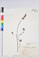 登錄號:S168057藏品圖，第1張