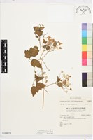 串鼻龍藏品圖，第1張