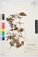 威靈仙藏品圖，第1張