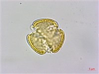 威靈仙藏品圖，第2張