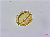 威靈仙藏品圖，第3張