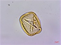 威靈仙藏品圖，第4張