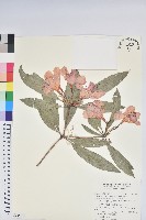 西施花藏品圖，第1張