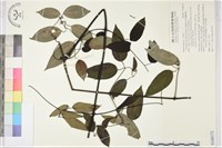 柱果鐵線蓮藏品圖，第1張