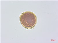 水晶蘭藏品圖，第3張