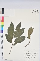 刺杜密藏品圖，第1張