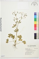 石龍芮藏品圖，第1張