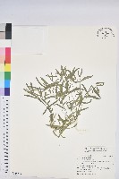 登錄號:S168299藏品圖，第1張