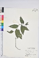 山靛藏品圖，第1張