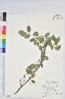 光枝多花油柑、無毛小果葉下珠藏品圖，第1張