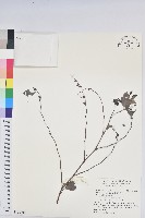 黑面神藏品圖，第1張