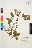 小蓑衣藤藏品圖，第1張