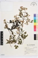 登錄號:S168434藏品圖，第1張