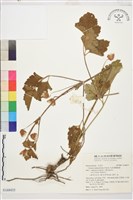 毛茛葉鐵線蓮藏品圖，第1張