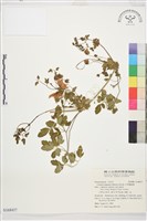 甘青鐵線蓮藏品圖，第1張