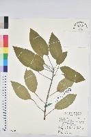 白臼藏品圖，第1張