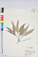 杏葉石櫟、校栗、校櫟藏品圖，第1張