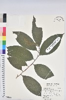 刺杜密藏品圖，第1張
