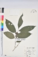 刺杜密藏品圖，第1張