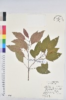 白臼藏品圖，第1張