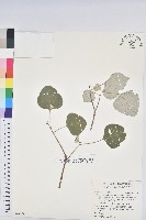 白匏子藏品圖，第1張
