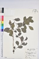 細葉饅頭果藏品圖，第1張