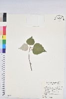 白匏子藏品圖，第1張