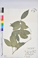 交力坪鐵色藏品圖，第1張