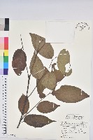 錫蘭饅頭果，香港饅頭果，大葉饅頭果，香港算盤子藏品圖，第1張