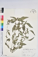 鐵莧菜藏品圖，第1張