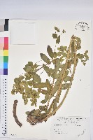 登錄號:S168611藏品圖，第1張