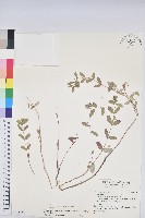 假紫斑大戟藏品圖，第1張