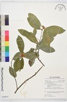 武威山烏皮茶藏品圖，第1張