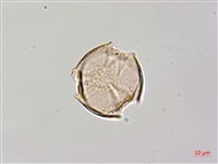 蘭嶼野茉莉、蘭嶼安息香藏品圖，第1張