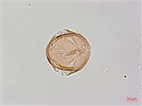 蘭嶼野茉莉、蘭嶼安息香藏品圖，第3張