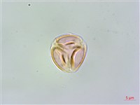凹葉柃木、濱柃木、翠米茶藏品圖，第1張