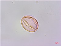 凹葉柃木、濱柃木、翠米茶藏品圖，第2張