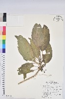 假鐵莧藏品圖，第1張