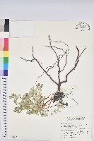 濱大戟藏品圖，第1張