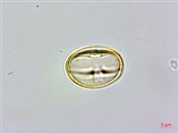 天料木藏品圖，第1張