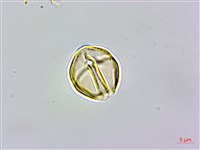 天料木藏品圖，第2張