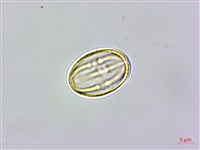 天料木藏品圖，第3張