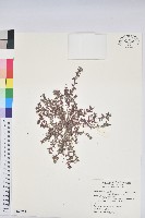 斑地錦藏品圖，第1張